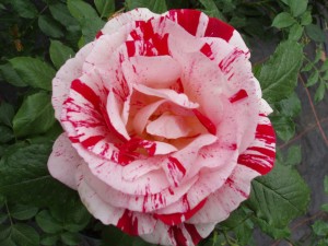 SCENTIMENTAL (hybrid tea)